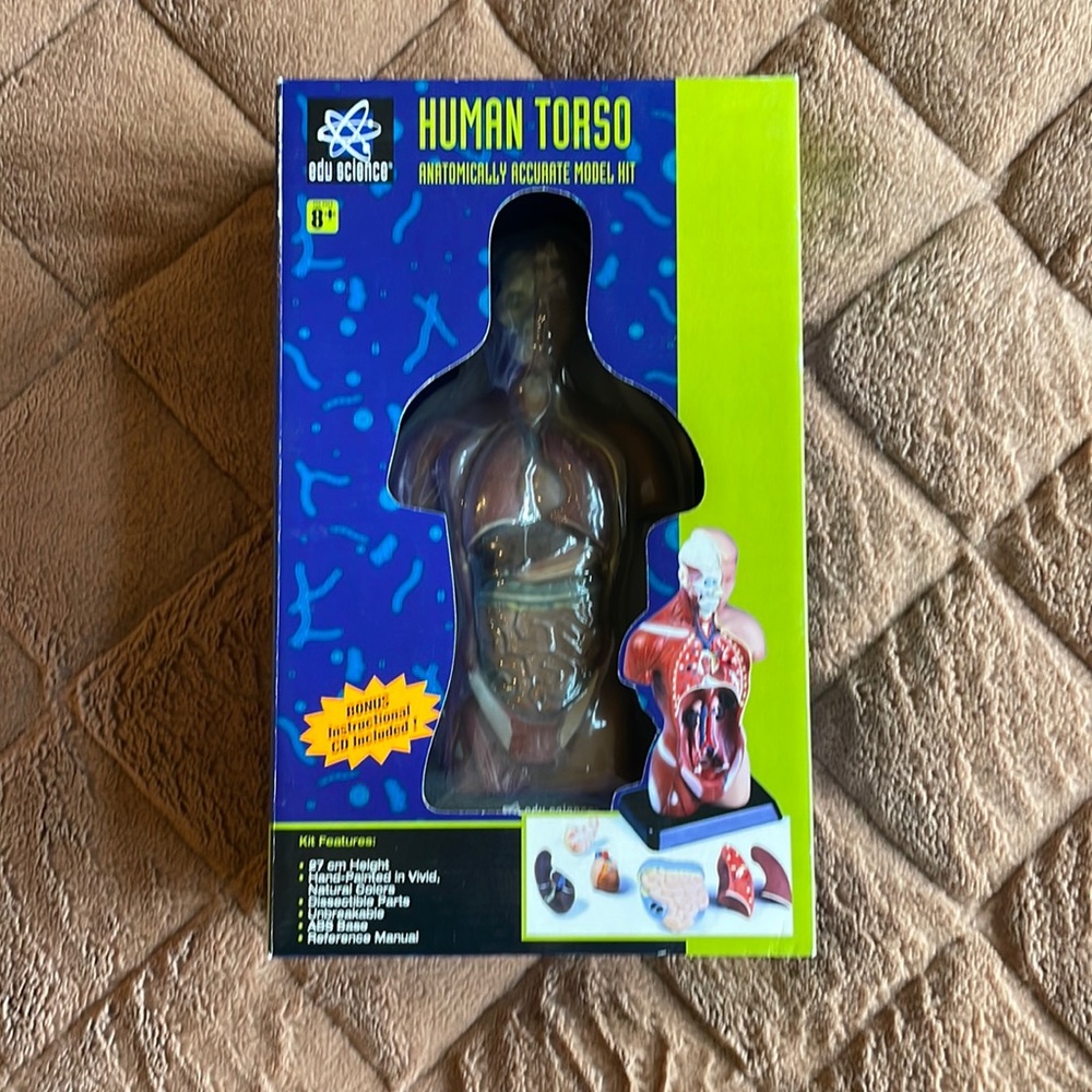 Human Torso model kit